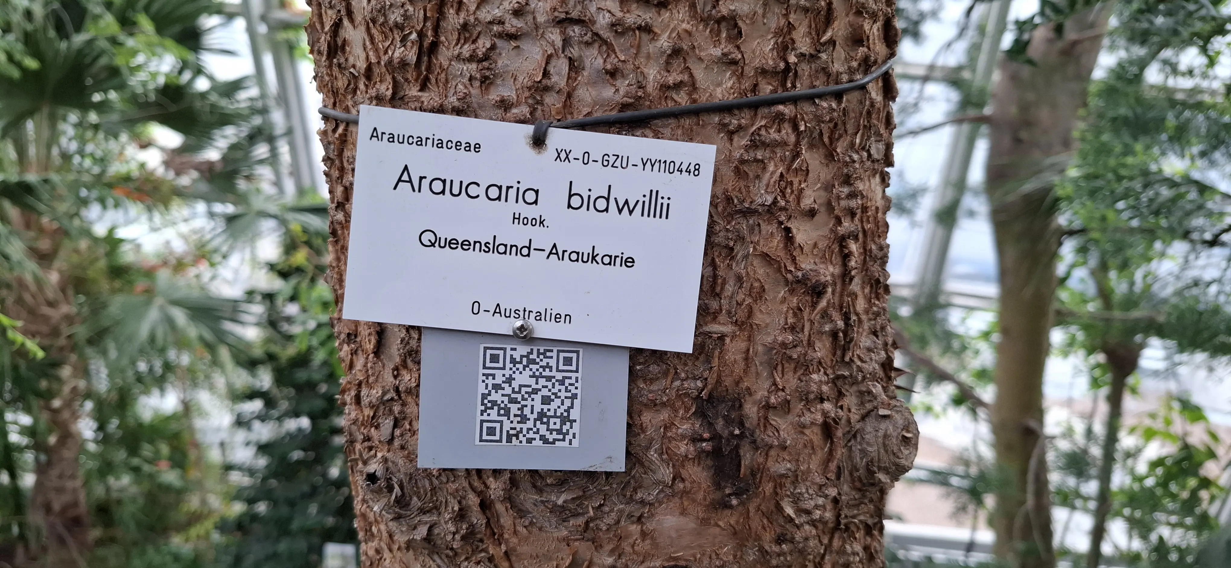 Bidwilli. I don't know... the name is funny. Bidwilli.